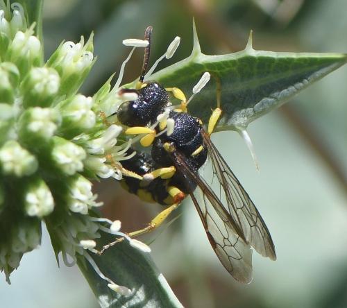 Cerceris sabulosa